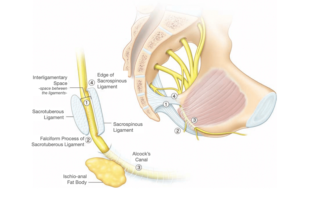 Pudendal nerve anatomy
